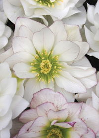 Helleborus 'Sparkling Diamond'